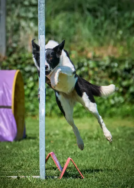 Sınır çobanı çevikliğe atlıyor