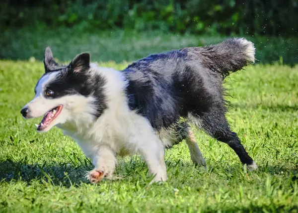 Sınır köpeği yazın