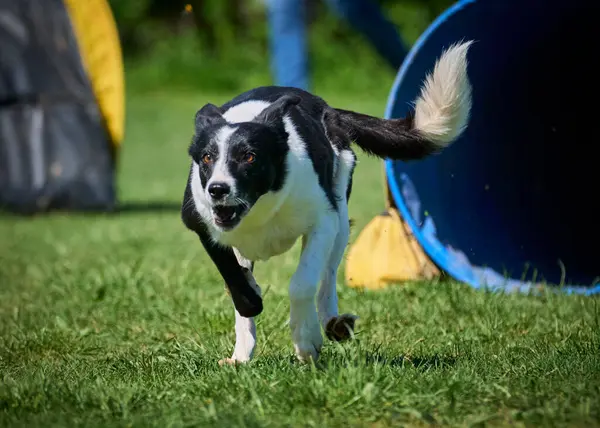 Bir çeviklik yarışmasında köpek koşuyor