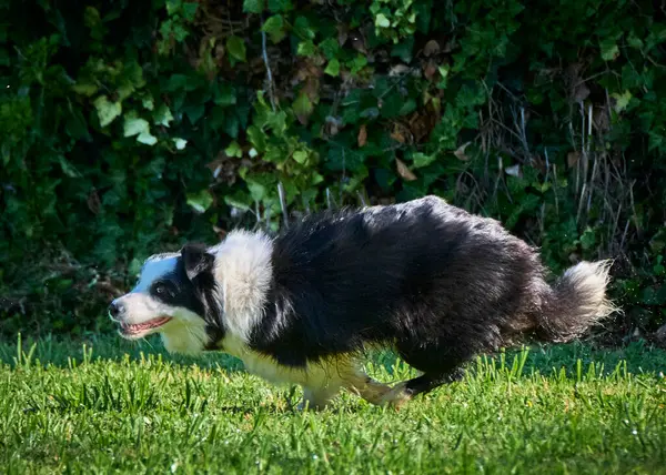 Avustralya çoban köpeği bahçede koşuyor.