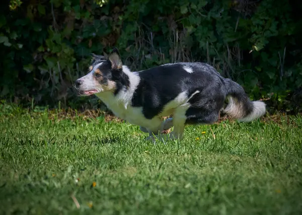 Sınır çoban köpeği bahçede koşuyor.