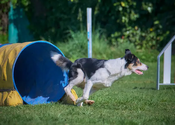 Bir köpek çimenlerde oynuyor.