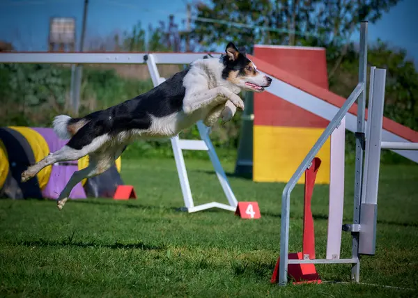 Köpek çeviklik içinde zıplıyor