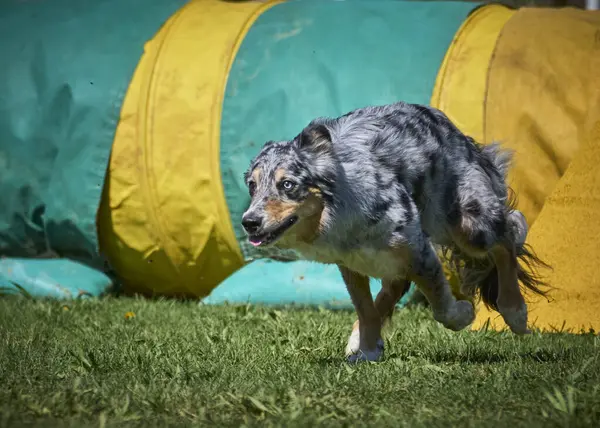 Çevik köpeği olan bir köpek çeviklik kursunda çimenlerde koşar.