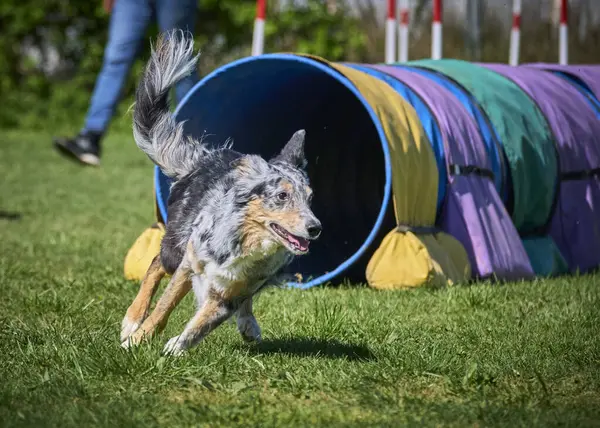 Alman çoban köpeği çeviklik yarışmasında