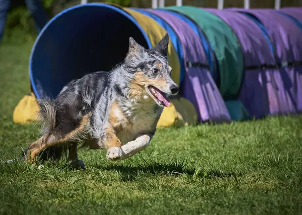 Alman çoban köpeği çeviklik içinde atlıyor.