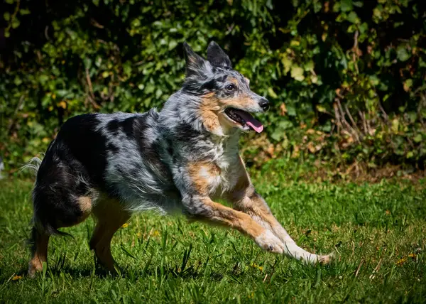 Çimenlerde koşan Alman çoban köpeği.