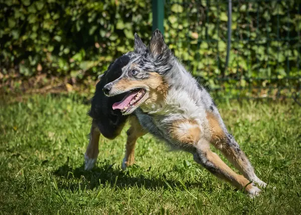 Çimenlerde koşan çoban köpeği.