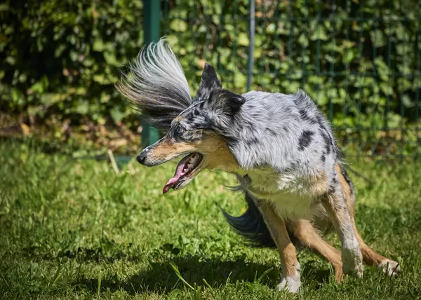 Köpek ırkı Collie bahçede..
