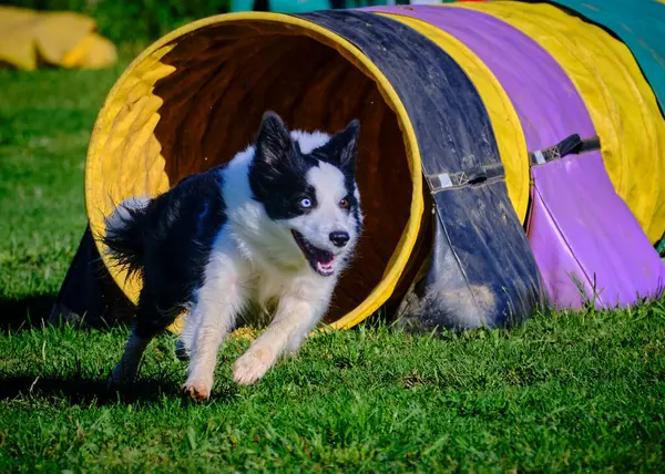 Köpek çoban köpeği çeviklikte bir yarışma çevikliği üzerine