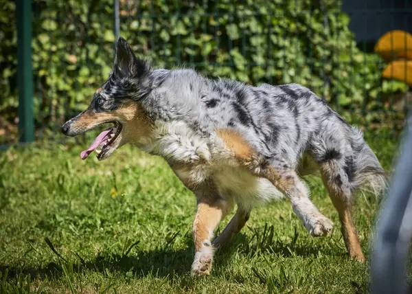 Köpek ırkı parktaki çoban köpeği..