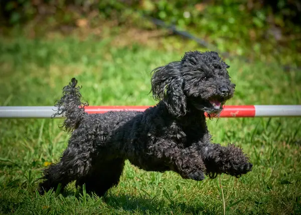 Siyah ve kırmızı kenar çoban köpeği çeviklik içinde