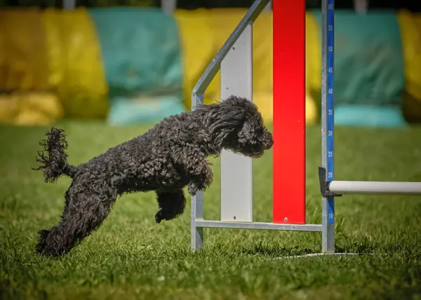 Siyah köpek parkta çeviklik üzerine