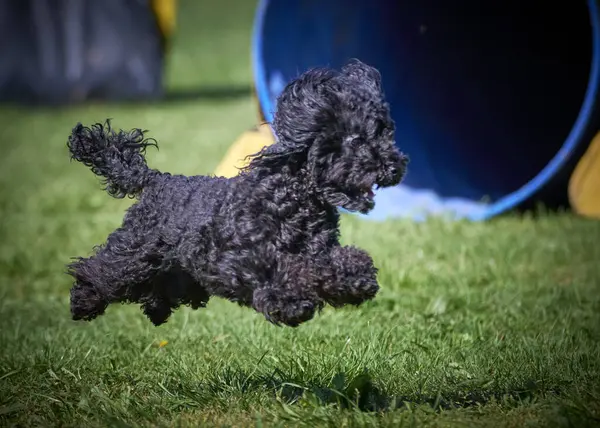 Siyah kaniş köpeği bahçede.