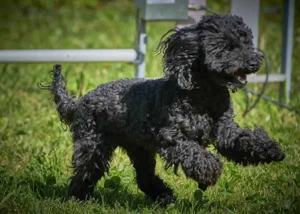 Parktaki siyah kaniş köpeği