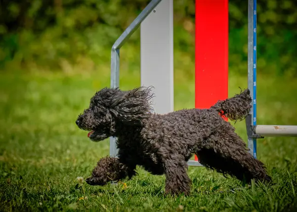 Siyah köpek yavrusu kaniş çevikliğinde