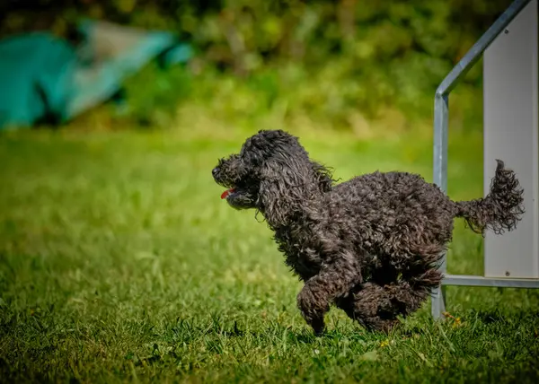 Çeviklik içinde koşan sevimli siyah bir kaniş köpeği.