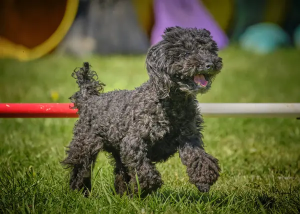Alanında siyah köpek