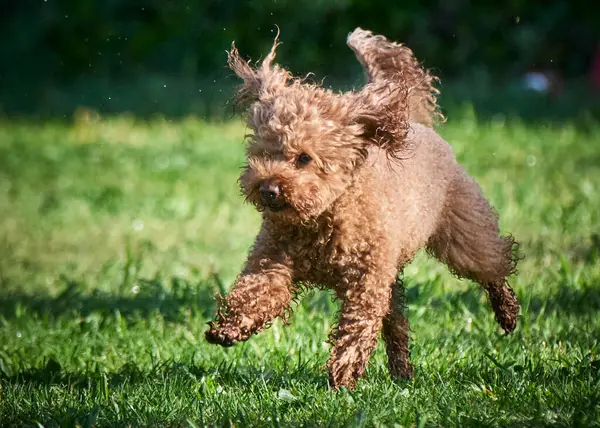 Köpek cinsi İrlanda teriyeri.