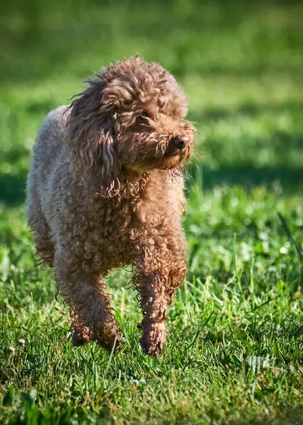 Güneşli bir günde parkta küçük bir kaniş.
