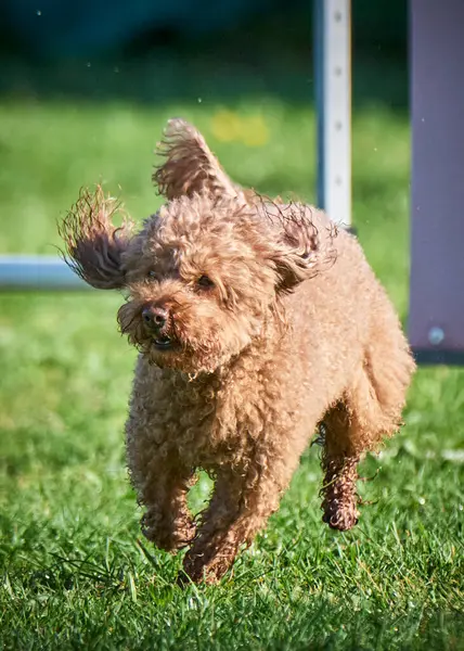 Küçük bir köpek bahçede zıplıyor..