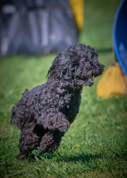 Siyah kaniş köpeği portresi