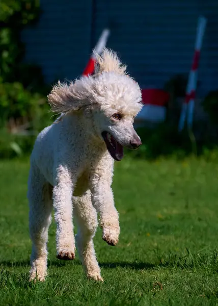 Köpek yetiştiricisi İrlandalı.