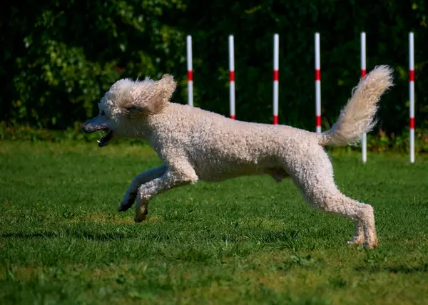 Köpek çimenlerde koşuyor.