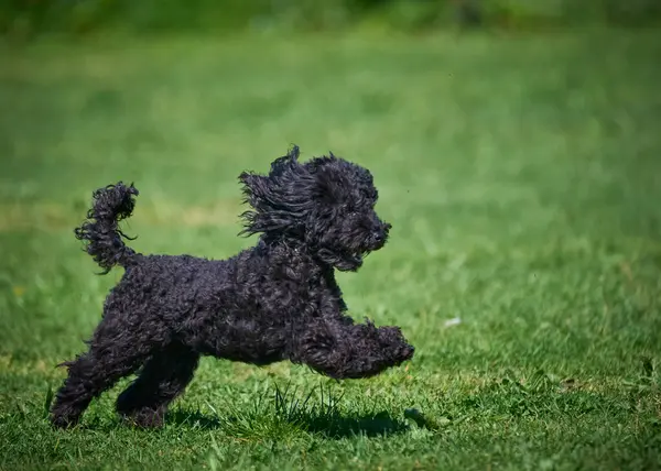 Parktaki siyah kaniş köpeği