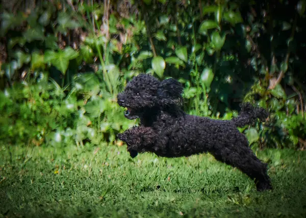 Siyah bir kanişin portresi