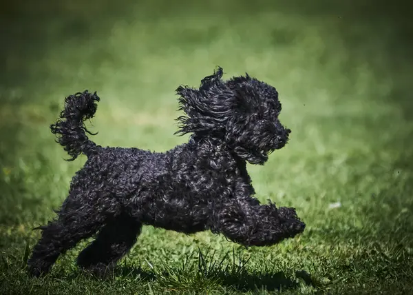 Siyah Schnauzer çimlerde