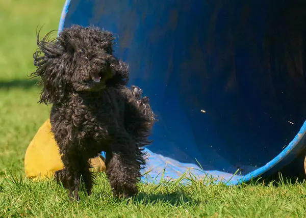 Siyah beyaz köpek yavrusu bahçede oynuyor.