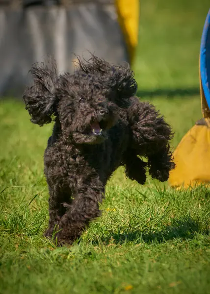 Köpeğin içindeki siyah kaniş.