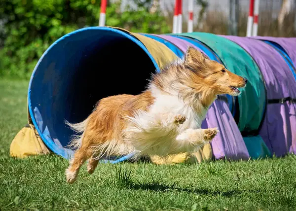 Parktaki köpek çoban köpeği
