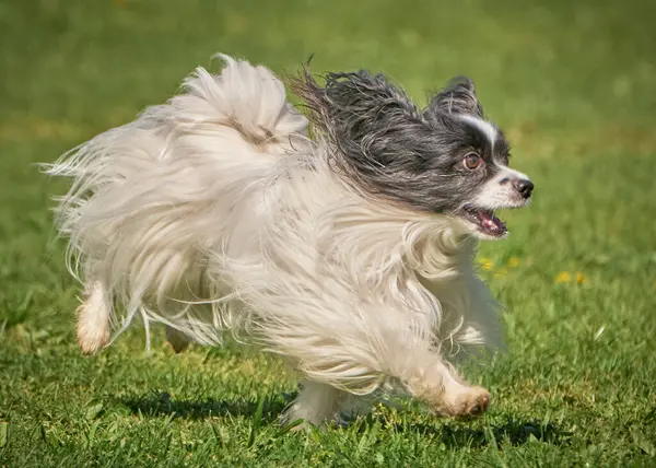 Doğada koşan sevimli papillon köpek.