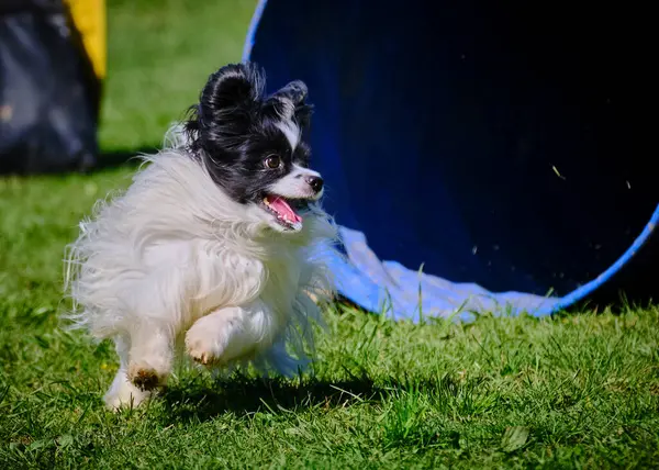 Parktaki sevimli köpek.