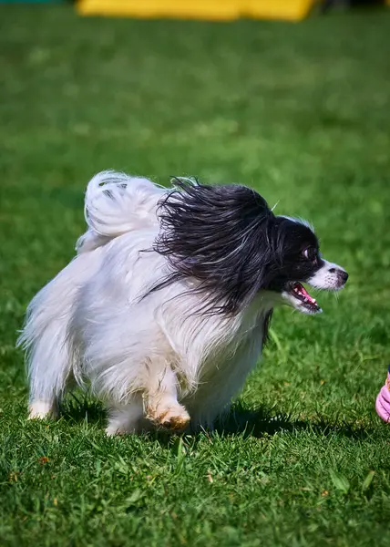Bahçede koşan çoban köpeği.