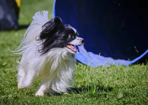 Çimlerin üzerinde sevimli bir kağıt parçası.