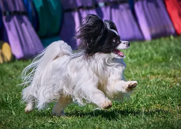 Köpek cinsi çoban köpeği.