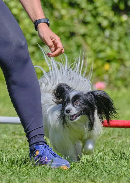 Çeviklikte köpek eğitimi