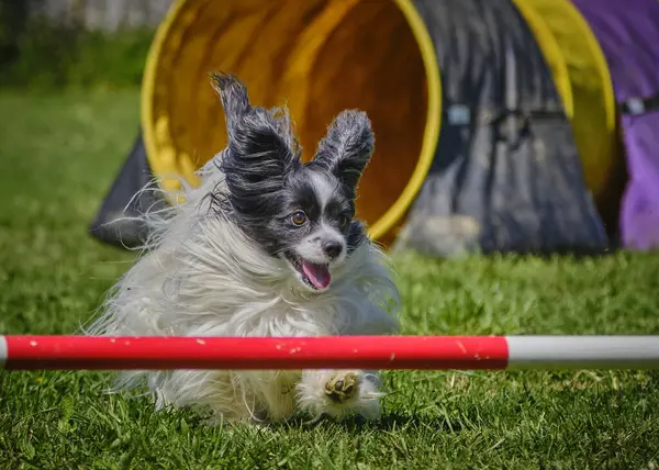 Çeviklik yarışmasında sınır teriyeri
