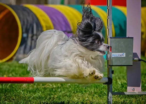 kenar kömür ocağı köpek Jumping