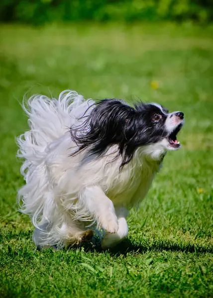 Köpek çoban köpeği zıplıyor.