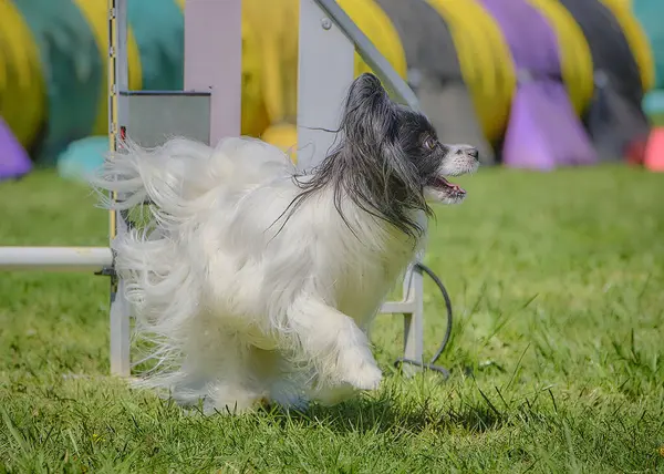 Çeviklik içinde beyaz çoban köpeği