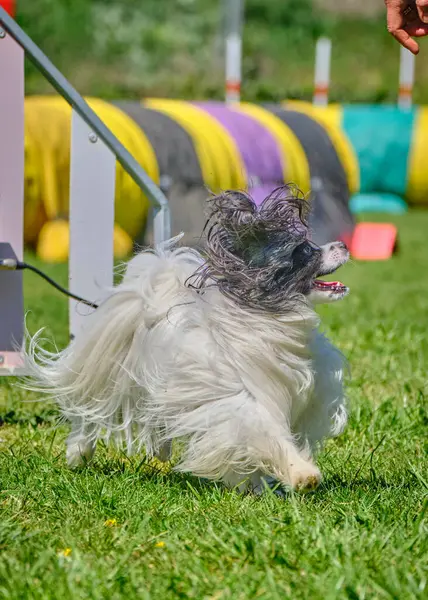 Bir köpeğin çevikliği.