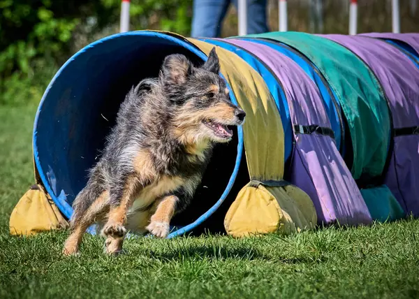 Çeviklik kursunda bir köpek