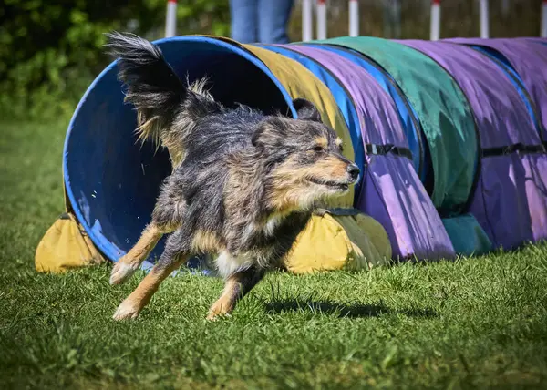 Sınır çoban köpeği bir yaz gününde çeviklik kursunda koşuyor