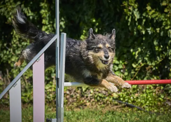 Siyah bir köpek çeviklik içinde zıplıyor.