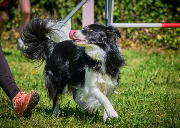 Bir çeviklik yarışmasında çoban köpeği eğitimi
