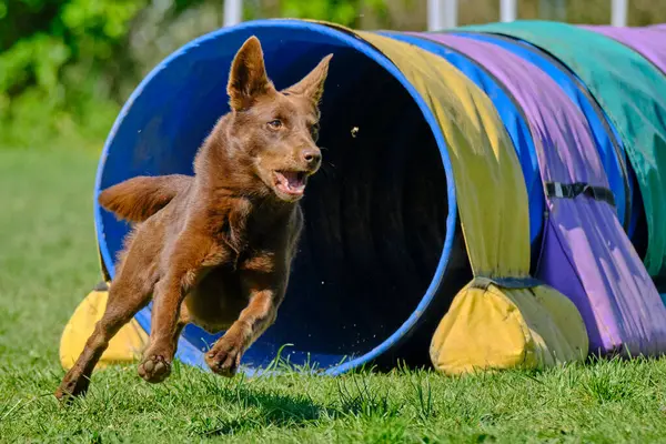 çimenlerin üzerinde oynayan köpek